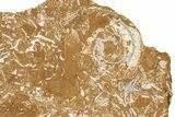 Ordovician Kukersite Oil Shale w/ Bryozoan & Trilobite Fossils #368963-1